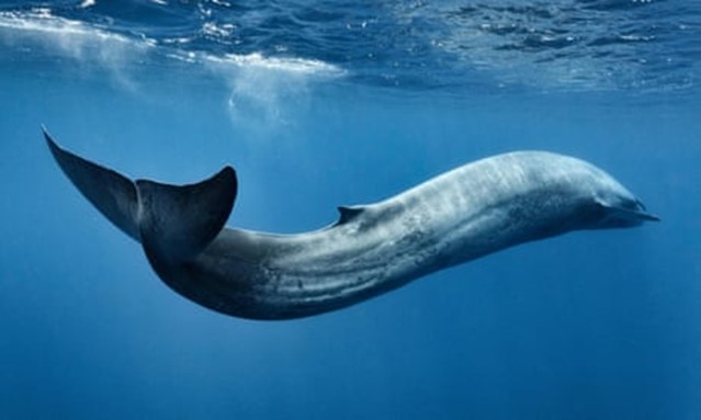 Túi nhựa và bao bì dẻo là thủ phạm giết nhiều động vật biển nhất