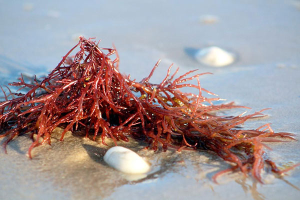 Carrageenan có nhiều trong rong biển đỏ