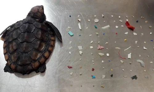 Rùa nhỏ bằng bàn tay nuốt hơn 100 mảnh nhựa